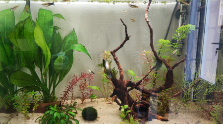 aquarium Bac de 80l