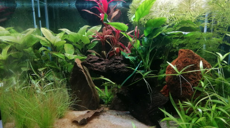 aquarium nano crevette