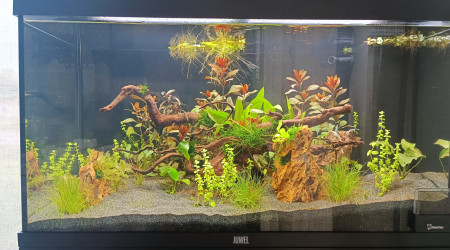 aquarium Premier aquarium 125L