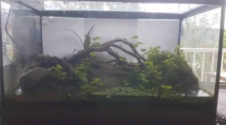 aquarium 20L reconverti