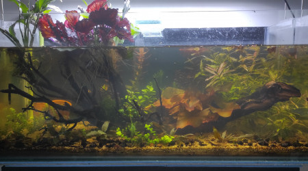 aquarium Attila v2.0 riparium low tech