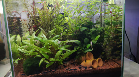 aquarium Mon premier né 33l