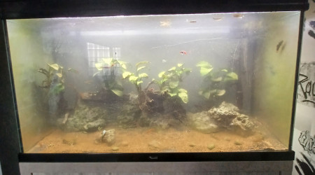 aquarium Aquarium 240 L asiatique