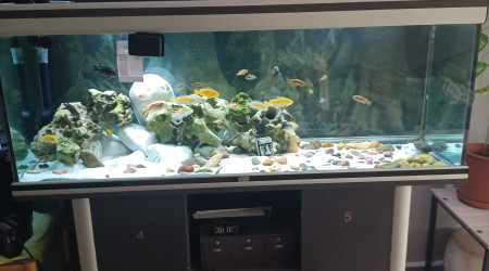 aquarium Aquarium Malawi 450 L