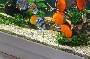 aquarium discus salon