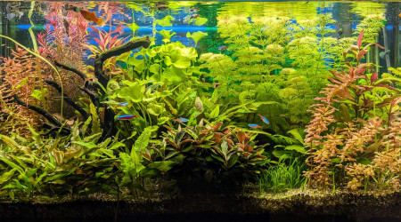 aquarium Juwel Primo 110