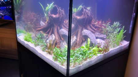 aquarium 600l