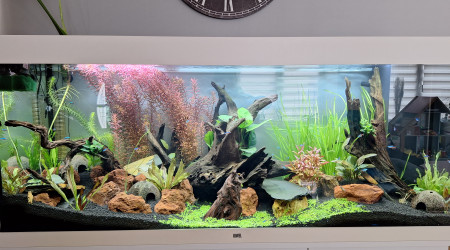 aquarium Juwel Rio 450 litre amazonien