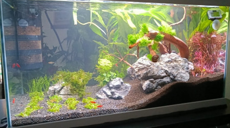 aquarium Bac 60l