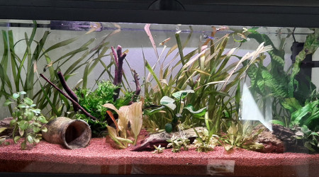 aquarium 74l