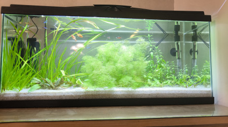 aquarium 1 er