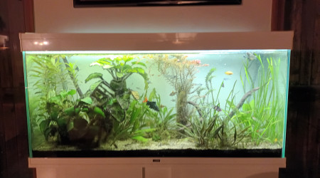 aquarium Communautaire