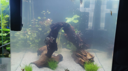 aquarium Nano cube 60L