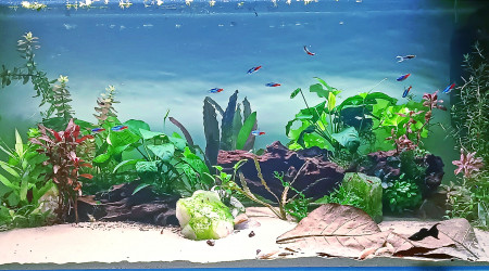 aquarium Communautaire 2