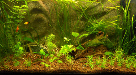 aquarium Mon ancien bac de 80 litres