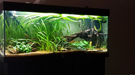 aquarium Juwel 240 litres