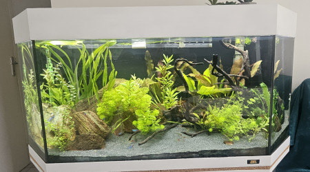 aquarium Biotope Amazonien