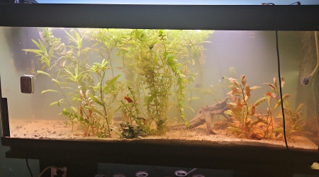 aquarium Laméliorer