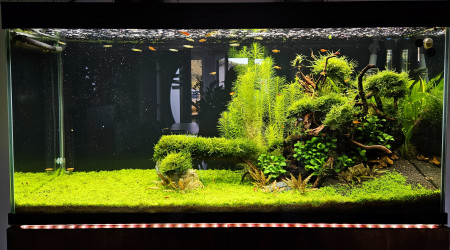 aquarium 250 litres