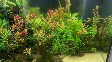 aquarium amazonie 350l