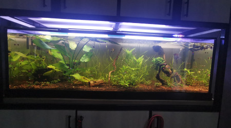 aquarium 500 litres amazonien