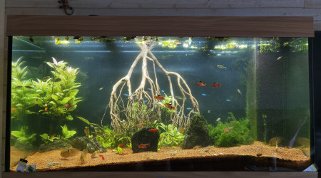 aquarium Amazonien 350