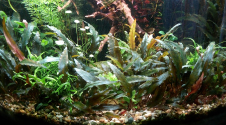 aquarium 90l Jungle