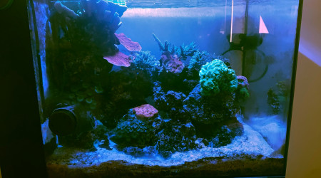 aquarium Mini Reef