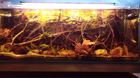 aquarium 120L amazonien