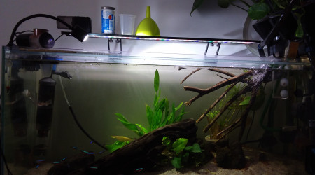 aquarium Biotope amazonien