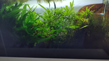 aquarium Bac planté