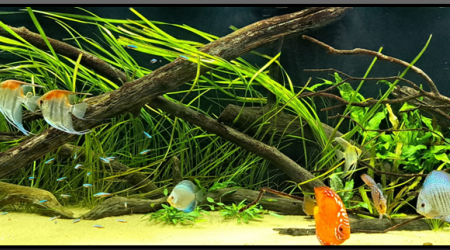 aquarium 700L Amazonien_Discus