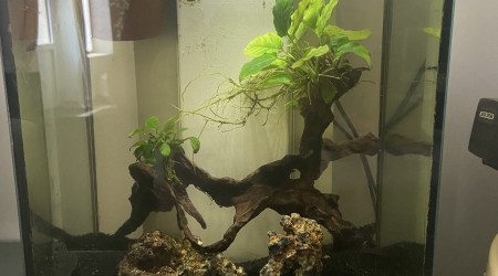 aquarium 20 litre betta