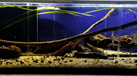 aquarium 160L Non aménagé