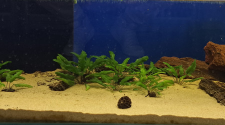 aquarium 90L Corydoras