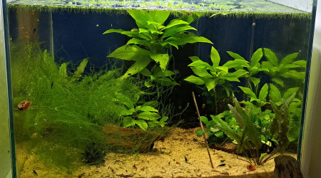 aquarium 50L Neocaridina Blue-Velvet