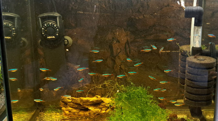 aquarium 30L Pousse Corydoras