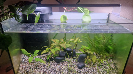 aquarium 40l