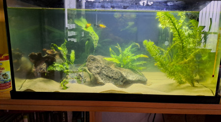 aquarium 60l initio