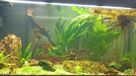 aquarium Juwel 350L