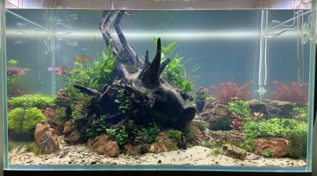 aquarium Découverte  Aquascaping