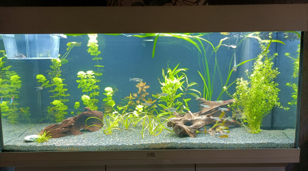 aquarium Juwel180