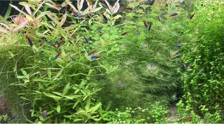 aquarium Juwel Rio 300