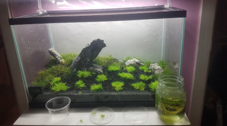 aquarium 40L iwagumi projet furyohin