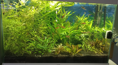 aquarium Aquarium bien plante