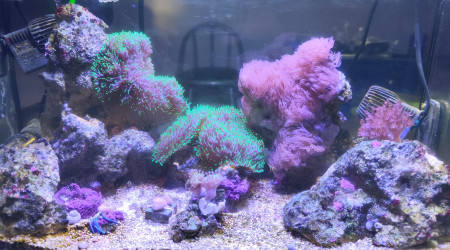 aquarium Pico Reef 30L 50x25x25