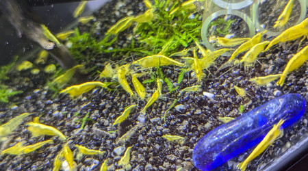 aquarium 20L Neocaridina Yellow Neon