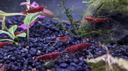 aquarium 20L Neocaridina Red Cherry