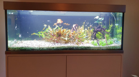 aquarium Amazonien