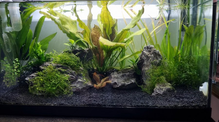 aquarium Bac Tétraodon 60L